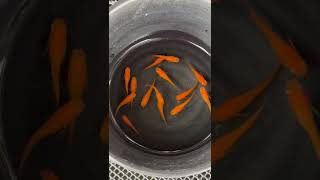 日本改良式稻田魚（美達卡）品種：紅帝（小野系）FB:日本美達卡觀魚會