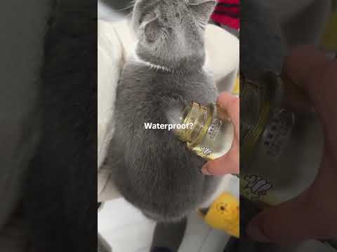 Water proof cat???? #adventuretime #jake #funny #cat #plsnohate