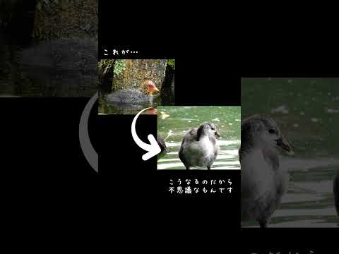 オオバンの雛、1ヶ月で見た目がガラリと変わる