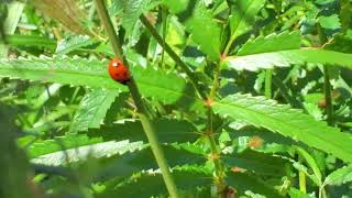 てんとう虫さん、忙しそうですね🐞💨😊