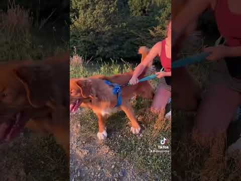 Teenagers #toller #teenagedog #dogtraining #fails