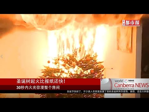 《东方都市报》新闻一锅鲜：昨日被短暂的雷暴袭击了吗？Braddon树木吹断，车辆砸毁...我却什么都没看到？！