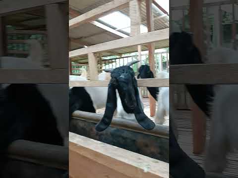 Lahap sekali