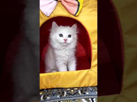 Best Cat Dancing Video #catvideos #catdance #shorts