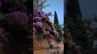 #rome #italy #travel #evening #fyp #tiktokbangla #bangladeshi #explore #shortsviral #2023 #family