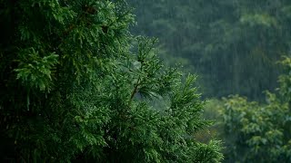 Cozy Rain Ambience in Nature🌳ASMR Rain Falling for Studying/Relaxing 10hr