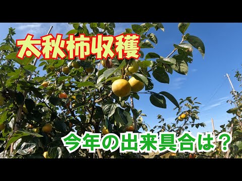 太秋柿収穫始まる　今年の出来具合は？