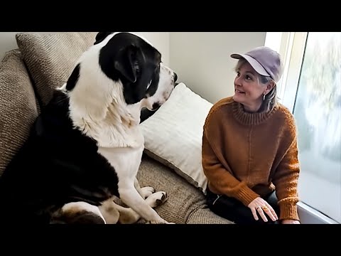 If Loyalty Had a Face, It Would Be a Dog! ❤️ FUNNIEST Dogs and Humans Video!
