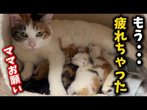 The sight of a mother cat taking on the responsibility of raising her newborn daughter brings tea...