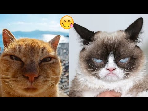 You Laugh You Lose😜 New Funny Cats Video 😹 Funniest Dogs and Cats 2025😼🐶part14