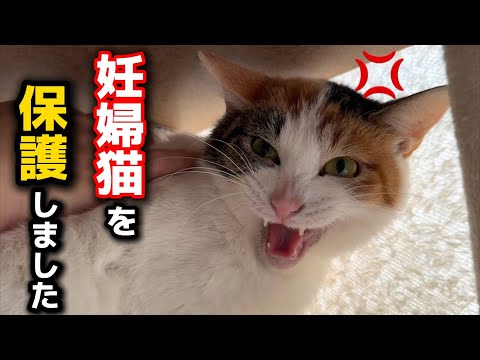 保護した警戒心の強い野良の妊婦猫に怒られてしまいました