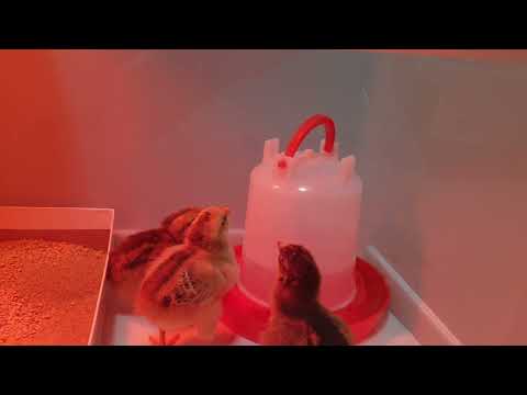 물 한모금 하늘 한번 🐣🐤🐥