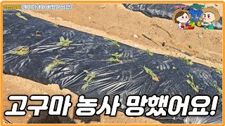 올 해 고구마 농사 망했어요. 흑흑흑