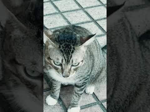 #cat #catlover  #貓店長