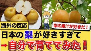 【海外の反応】日本の梨が好きすぎて自宅で育ててみた！　#梨 #海外の反応