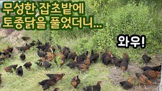 무성한 잡초밭에 토종닭을 풀어 놓았더니!?  -귀농 방목 토종닭