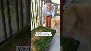 Oatmeal never lets me know his next move… #FunnyDog #FreshPatch #Storytime ​⁠@FreshPatch