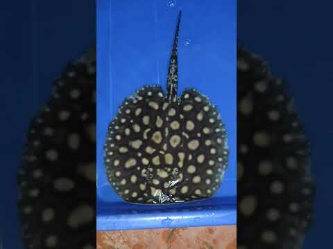@lifestyleaqua #lifestyleaqua #stingray #ray #blackdiamond  #aquarium #arowanalovers #fishaquarium