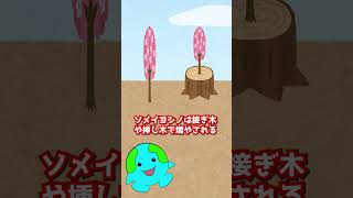 人間なしでは生きていけない生物【ソメイヨシノ】#shorts #生物  #植物
