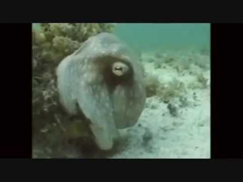cephalopod camoflage (TED talk by David Gallo)