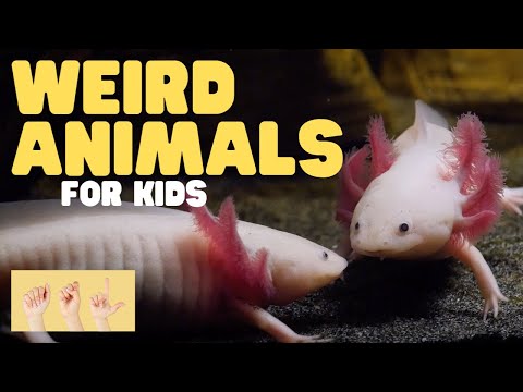 ASL Weird Animals for Kids