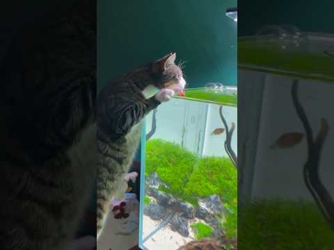 Raising fish ❤️