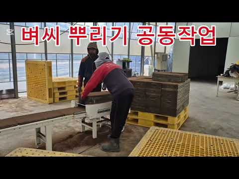 벼씨 뿌리기 공동작업장 아무도 말이없다. #벼씨 #모판만들기 #못자리 #벼농사준비 #벼농사시작