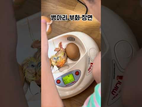 마트에서 산 유정란으로 부화가 됐어요! #병아리부화 #유정란