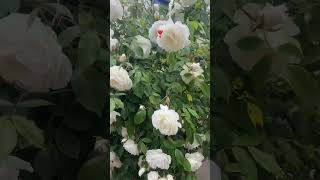 😍🥀🎶#plzsupportme #plzsubscribemychannel #love #goviral #unfrezzmyaccount #london #uk