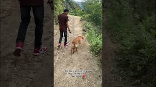Hope The Golden Retriever #lifegoeson #quotes #dogshorts #goldenretriever #ironecho