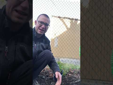 How to Plant Blueberries in Alkaline Soil