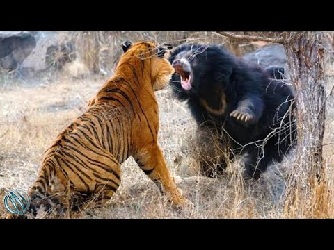 SLOTH BEAR ─ World's Deadliest Bear! Sloth Bear vs Tigers and Humans
