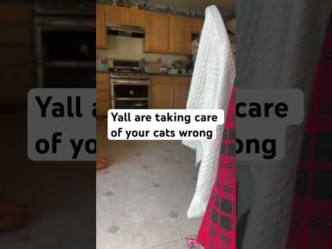 my cat made this video