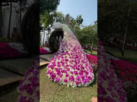 🇹🇭清迈2023第46届鲜花节开始啦～