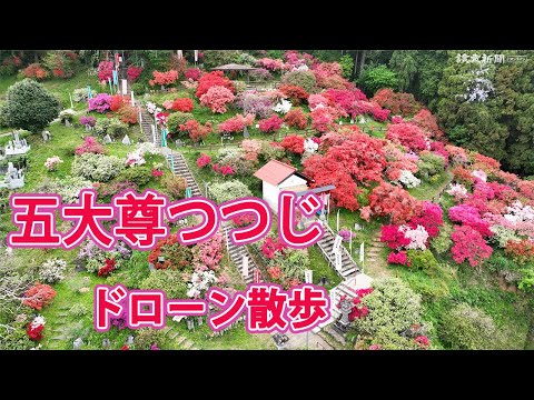五大尊つつじ祭り　見頃迎え観光客でにぎわう…埼玉・越生 ドローン散歩
