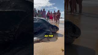 World's Biggest Turtle?😲