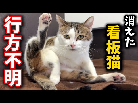 元野良猫の神隠し…朝から行方不明になってしまいました