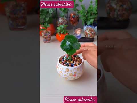 How to grow🌵😅 indoor plants like home in simple way #shorts#short#aashortaday#plants#indoor#water
