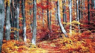 Relaxing Music For Meditation and Stress Relief | 1Hour Beautiful Fall Nature