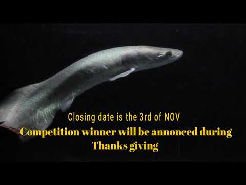 Aquatic Photo and video competition in association with Father Fish & Aquatic Conquest