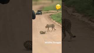 Serval vs Cheetahs 🤭 #shorts #wildlife