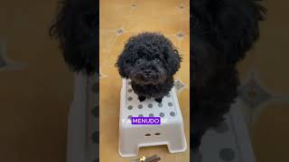 Puppy rescued from the trash#animals #Friendship #Us