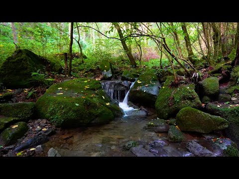 Melody of the Forest, Birdsong, Nature Heals, Relaxes Mind