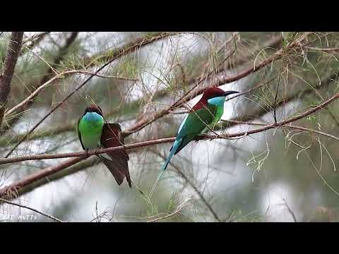 【悠遊鳥】4K | 藍喉蜂虎 | Blue-throated bee-eater | 劇院式製作 | Cinematic Production