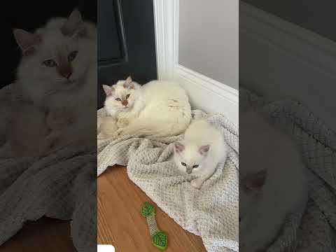 Eat the animalssssss #dog #cat #funny