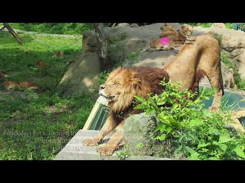 Fuji Safari Park, Shizuoka