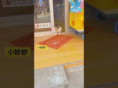 盡責的貓店長，守護店鋪營運 店舗運営を守る責任猫店長  #貓店長 #香港  #愛護動物