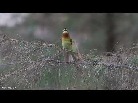 【悠遊鳥】4K | 栗喉蜂虎  |  Blue-tailed Bee-eater | 劇院式製作 | Cinematic Production