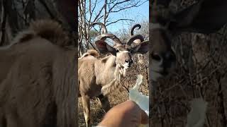 Bailando Kudo #shorts #bailando #viral #kudoanimal #kudos