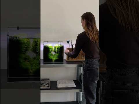 ↖️Full moss forest video #aquascape #aquarium #aquascaping #fishtank #plantedtank #plantedaquarium